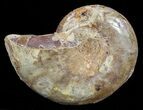Sliced, Agatized Ammonite Fossil (Half) - Jurassic #54029-1
